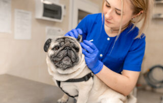 Why Choose Commercial Deep Cleaning For Your Veterinary Practice